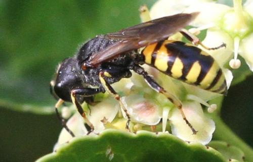 Réf. 286 220 : Ectemnius fossorius